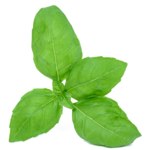 Albahaca