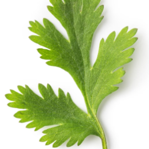Cilantro