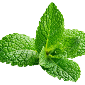 Menta